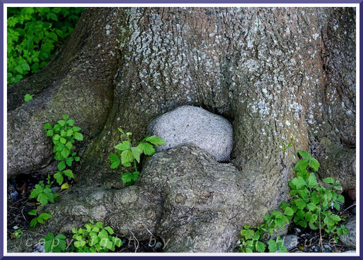 Der Baum umarmt den Stein - ein Kunstwerk der Natur am Jasmunder Blockstrand.