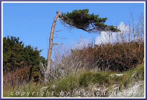 Die Windflüchter am Weststrand sind nicht minder berühmt als der Strand oder der Leuchtturm am Darßer Ort.