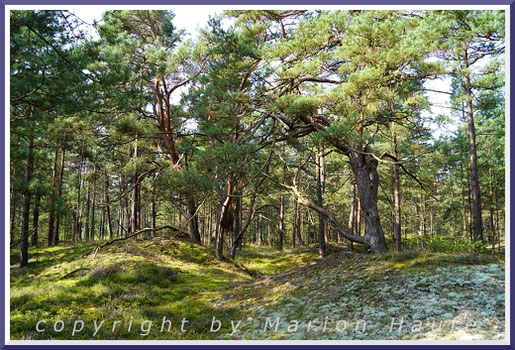 Die Waldkiefer (Pinus sylvestris) ist die häufigste Baumart im Darßwald und dominiert die trockenen Standorte (Reffe) wie zum Beispiel die in den "Prerower Alpen".