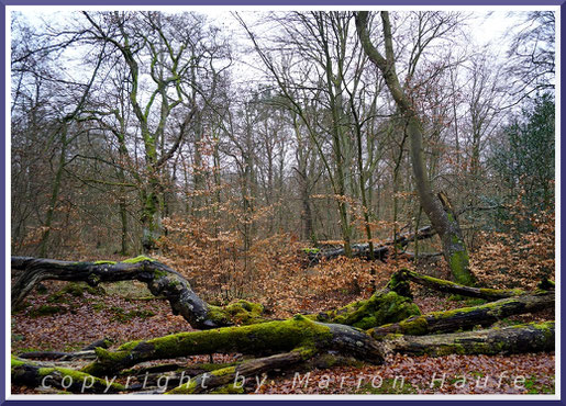 Totholz ist im Darßwald eine allgegenwärtige Selbstverständlichkeit.