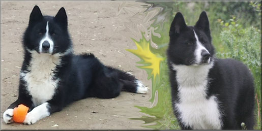 Chien Dours De Carélie Site De Ofbloomwhite