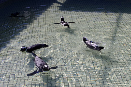 Physiotherapie für Pinguine