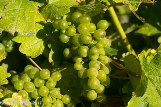 Wein im Anbaugebiet Marlborough