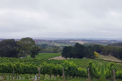 Blick über die Weinberge von Anderson Hills