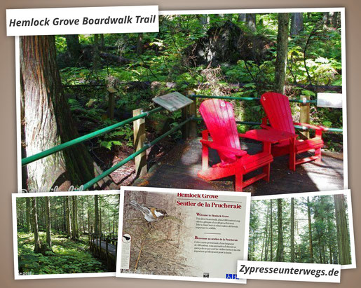 Kanada: Glacier Nationalpark - Hemlock Grove Boardwalk Trail 