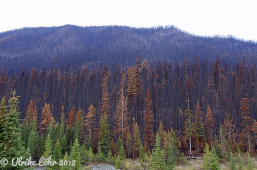 Kootenay Valley Waldbrandgebiet