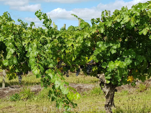 De Bortoli Yarra Valley Estate, Victoria - Tourism Australia Copyright