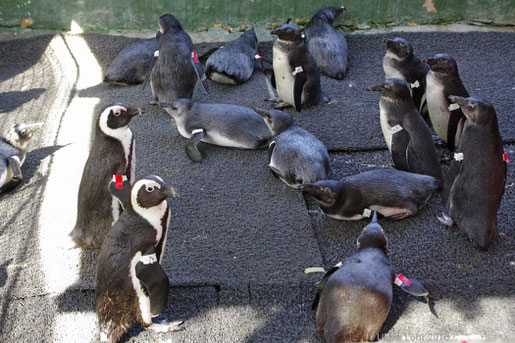 Pinguine in der Krankenstation