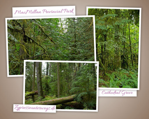Kanada: Cathedral Grove im MacMillan Provincial Park