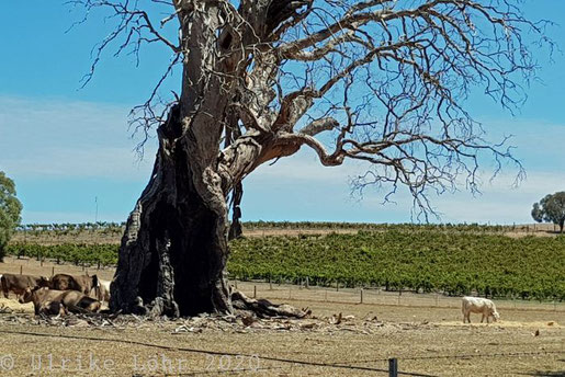 Auf dem Weg ins Barossa Valley 