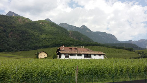 Weinbau in der Region Kalterer See (C) DP 2019