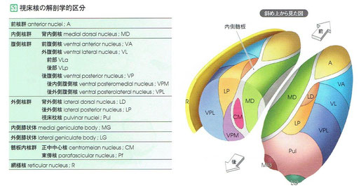 視床核の解剖学的区分