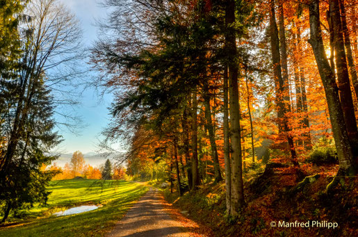 Waldrand im Gebiet Nollen/ Edge of the forest in the Nollen area, Unterägeri