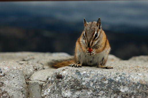 Wildlife Wyoming, Chipmunk, Animals in the National Parks USA