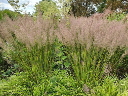 Das Diamant-Reitgras, Calamagrostis brachytricha, bildet weiche, fluffige Blütenrispen.