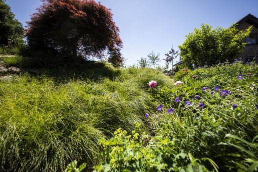 Die Winkelsegge, Carex remota, gehört zu der riesigen Familie der Sauergräser.