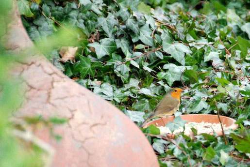 Wer Tieren im Garten etwas Gutes tun will, sollte auf Klettergehölze wie Efeu nicht. verzichten