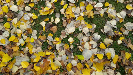 Foto: Hauert Manna. - Um den Rasen vor Erkrankungen wie Schneeschimmel zu bewahren, sollte man regeläßig sämtliches Herbstlaub von der Fläche entfernen. Denn unter nassen Blättern werden die Gräser nicht gut belüftet und bekommen nur wenig Sonnenlicht.