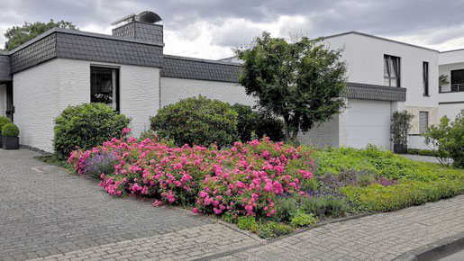 Wer sich eine groﬂächige Bepflanzung mit Rosen wünscht, sollte auf Bodendeckerrosen zurückgreifen: Sie breiten sich großzügig aus, wachsen dicht und lassen unerwünschten Wildkräutern keinen Platz. Foto: BGL