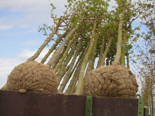 Alter Baum in neuem Garten
