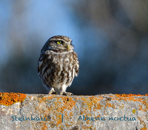 Foto: Detlef Stiller, Andalusien, Januar 2017