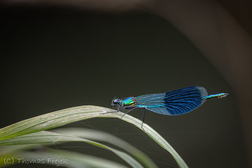 Gebänderte Prachtlibelle (Calopteryx splendens) Foto: Thomas Frejek