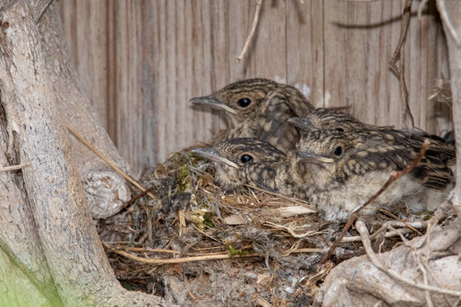 Kinderstube, Nest, Grauschnäpper, Paradies, Scholen 53