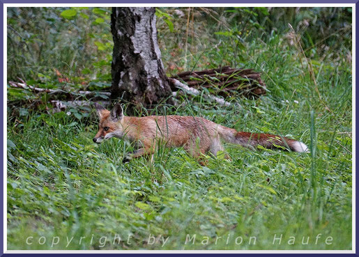 Ein Rotfuchs (Vulpes vulpes) zieht zielstrebig seiner Wege.