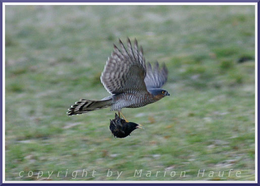 Sperber-Männchen (Accipiter nisus) mit erbeutetem Star, 26.03.2016, Staaken/Berlin