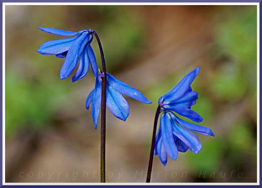 Sibirischer Blaustern (Scilla siberica), März 2019, Staaken/Berlin