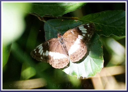 Kleiner Eisvogel (Limenitis camilla)