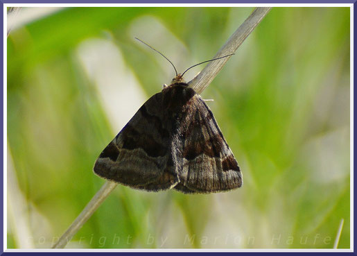 Braune Tageule (Euclidia glyphica)