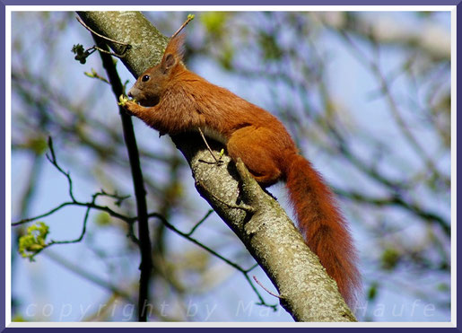 Ein Eichhörnchen nascht an den frischen Blüten des Ahorns, April 2019, Land Brandenburg