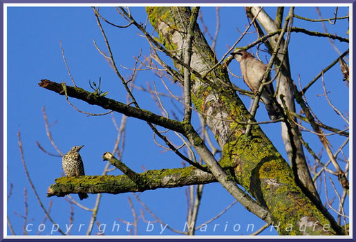 Ganz "zufällig" ist der Eichelhäher auf dem Baum mit der Misteldrossel gelandet, 08.01.2022, Staaken/Berlin.