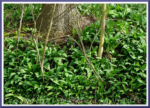 Bärlauch (Allium ursinum), April 2019, Land Brandenburg