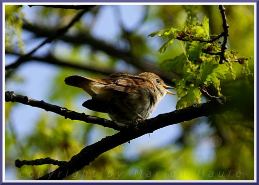 Nachtigall (Luscinia megarhynchos), Mai 2019, Staaken/Berlin