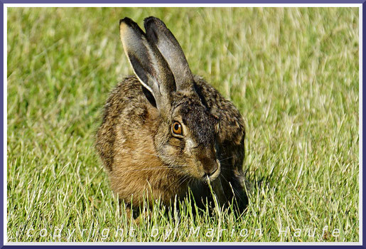 Feldhase (Lepus europaeus) auf dem Darß, Mecklenburg-Vorpommern.