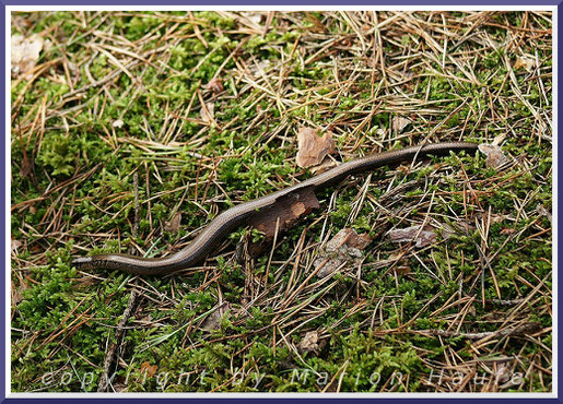 Blindschleiche (Anguis fragilis), 17.09.2015, Darß/Mecklenburg-Vorpommern