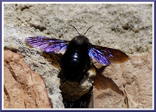 Blaue Holzbiene (Xylocopa violacea), März 2019, Staaken/Berlin