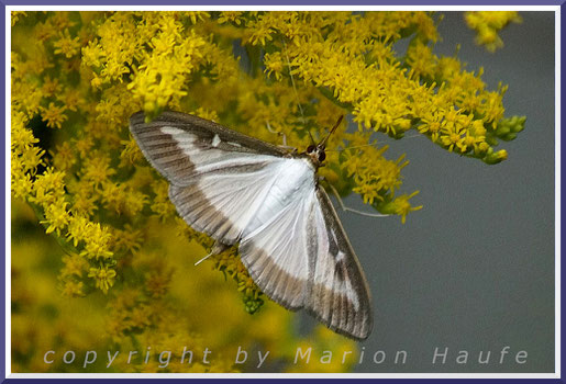 Buchsbaum-Zünsler (Cydalima perspectalis), 08.08.2018, Staaken/Berlin