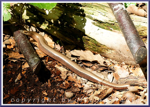 Blindschleiche (Anguis fragilis), 15.07.2014, Döberitzer Heide/Brandenburg