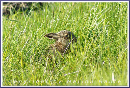 Flüchtender Feldhase (Lepus europaeus), Staaken/Berlin.