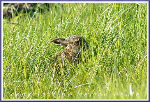 Feldhasen-Nachwuchs am Wegesrand, 01.05.2016, Lobbe/Mecklenburg-Vorpommern.