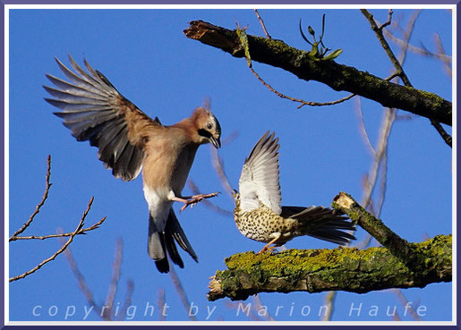 Eine Misteldrossel (Turdus viscivorus) vertreibt einen aufdringlichen Eichelhäher (Garrulus glandarius), 08.01.2022, Staaken/Berlin.