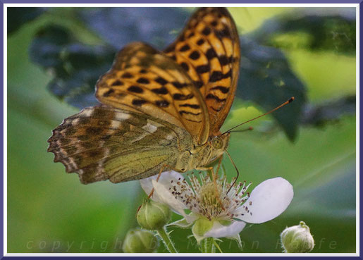 Weiblicher Kaisermantel (Argynnis phaphia)