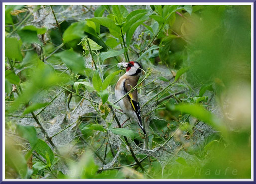 Distelfink (Carduelis carduelis) holt sich Gespinste der Pfaffenhütchen-Gespinstmotte, Mai 2019, Staaken/Berlin