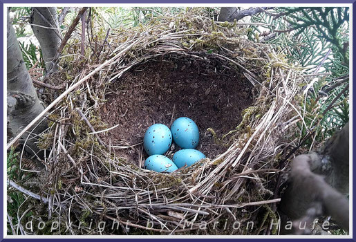 Nest und Gelege einer Singdrossel in einer Konifere, 22.04.2021, Staaken/Berlin.