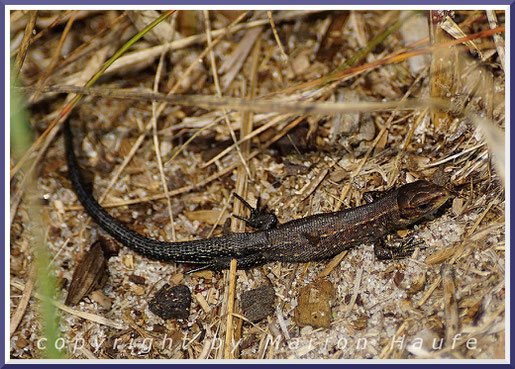 Junge Waldeidechse (Zootoca vivipara), 28.06.2020, Darß/Mecklenburg-Vorpommern