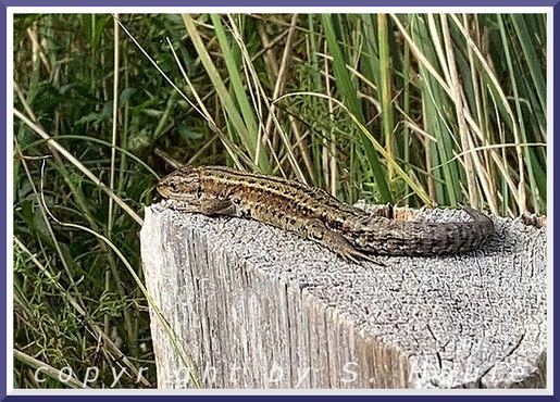 Männliche Waldeidechse (Zootoca vivipara), 04.09.2020, Darß/Mecklenburg-Vorpommern