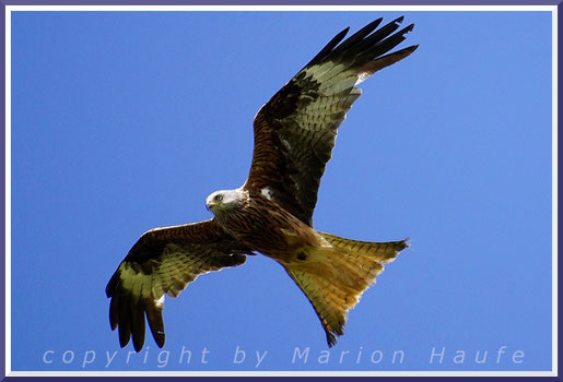 Der Rotmilan (Milvus milvus) gehört zu den stark bedrohten Vogelarten in Deutschland, 03.07.2023, Barth/Mecklenburg-Vorpommern.